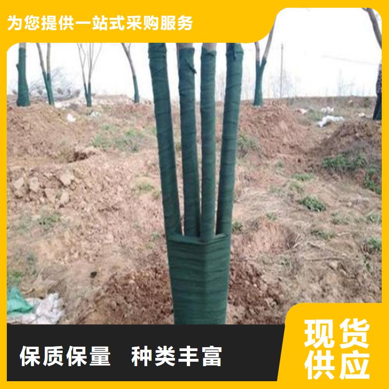 【裹樹布】【防裂貼】正規廠家