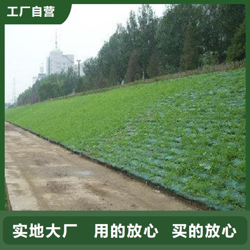 质量看得见[中齐]三维护坡植草网垫边坡防护-加固