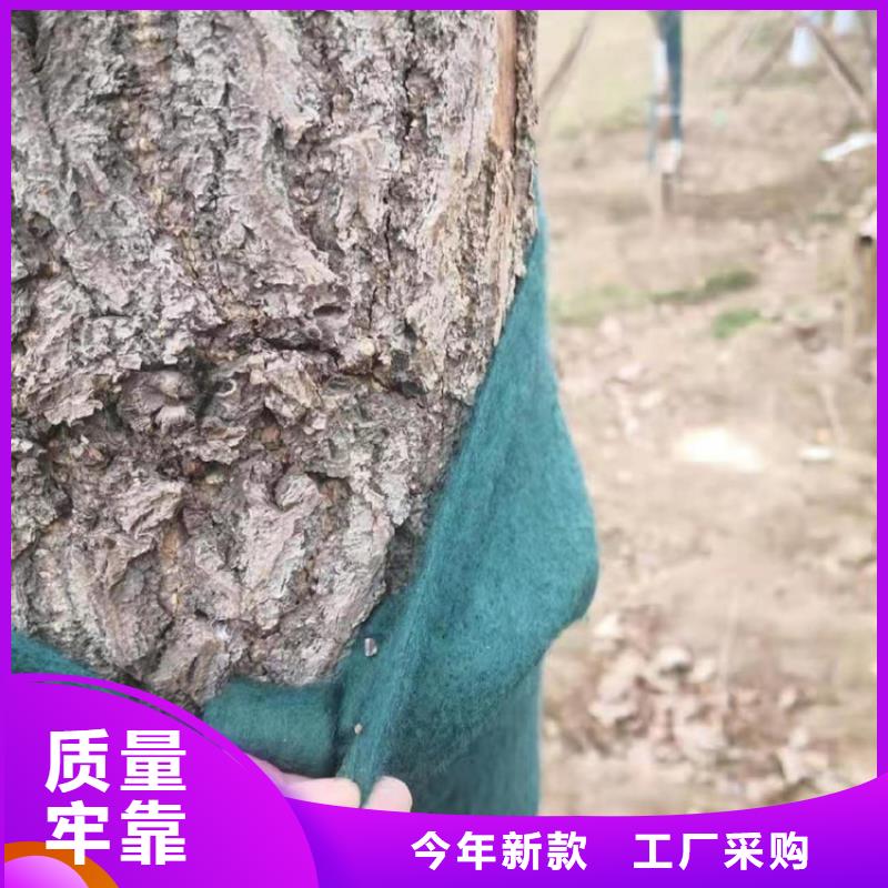 裹树布网格布价格合理