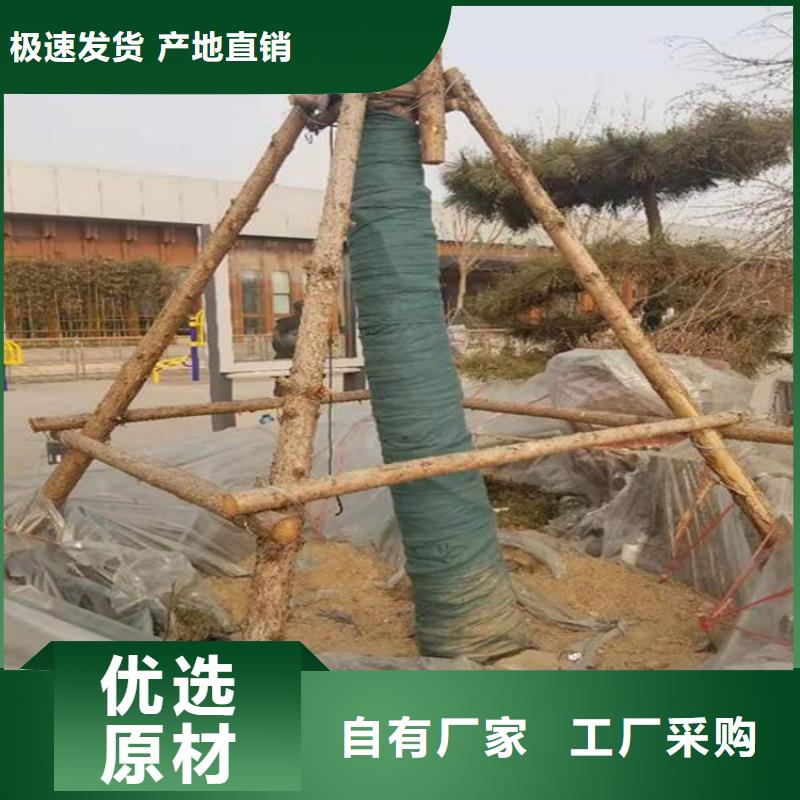 厂家货源[中齐]裹树布HDPE土工膜性能稳定