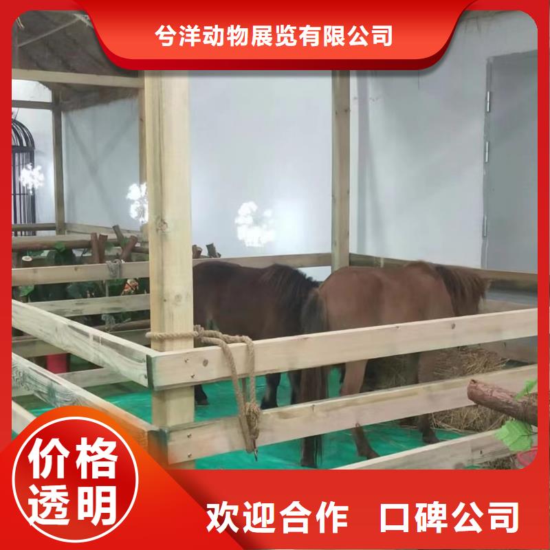 馬戲團(tuán)/羊駝海獅表演租賃效果滿意為止