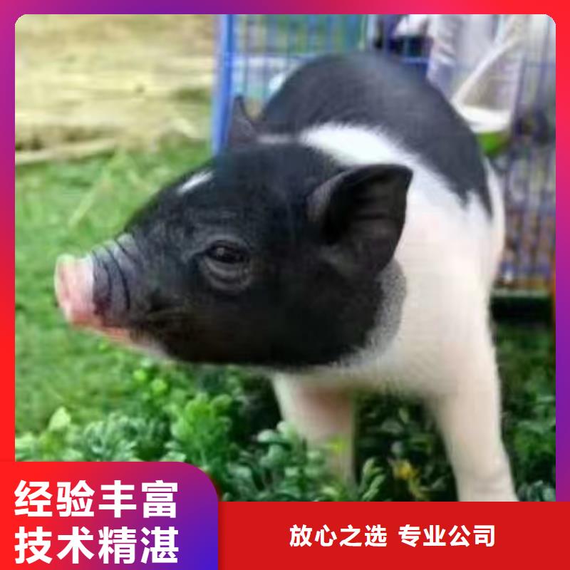 馬戲團(tuán)/羊駝海獅表演租賃效果滿意為止