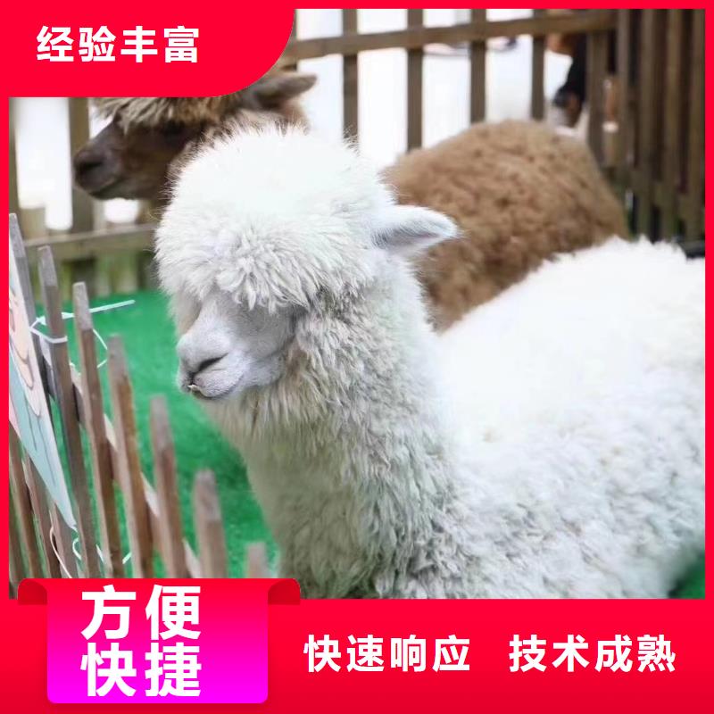 馬戲團/羊駝_動物雜技表演價格公道