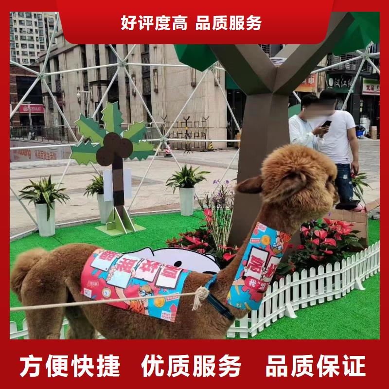 【馬戲團/羊駝羊駝出租品質好】