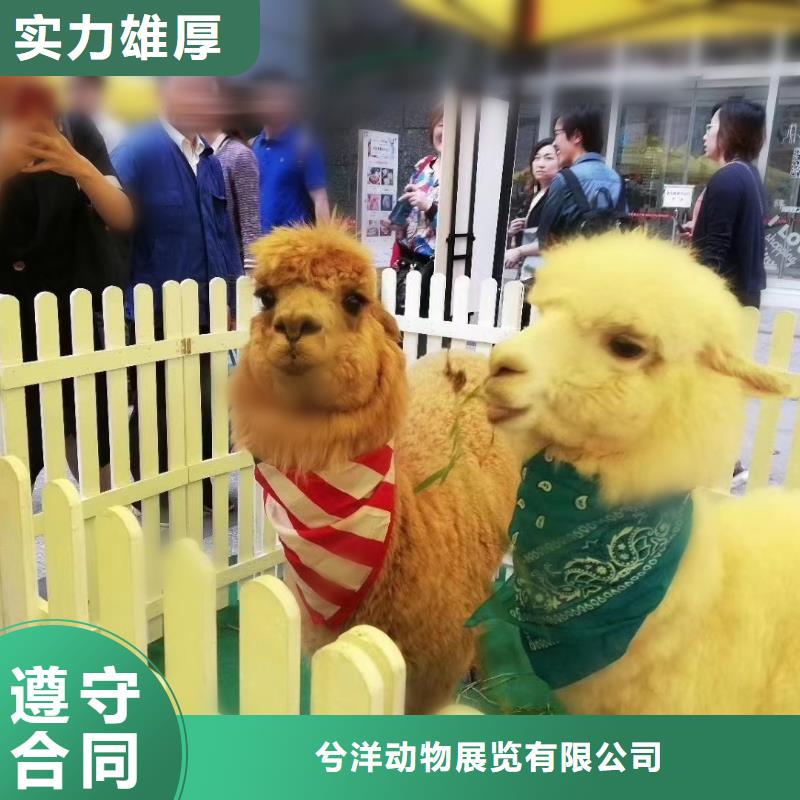 馬戲團(tuán)/羊駝海獅表演租賃效果滿意為止