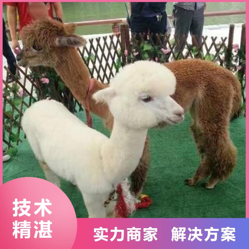 馬戲團/羊駝_動物雜技表演價格公道