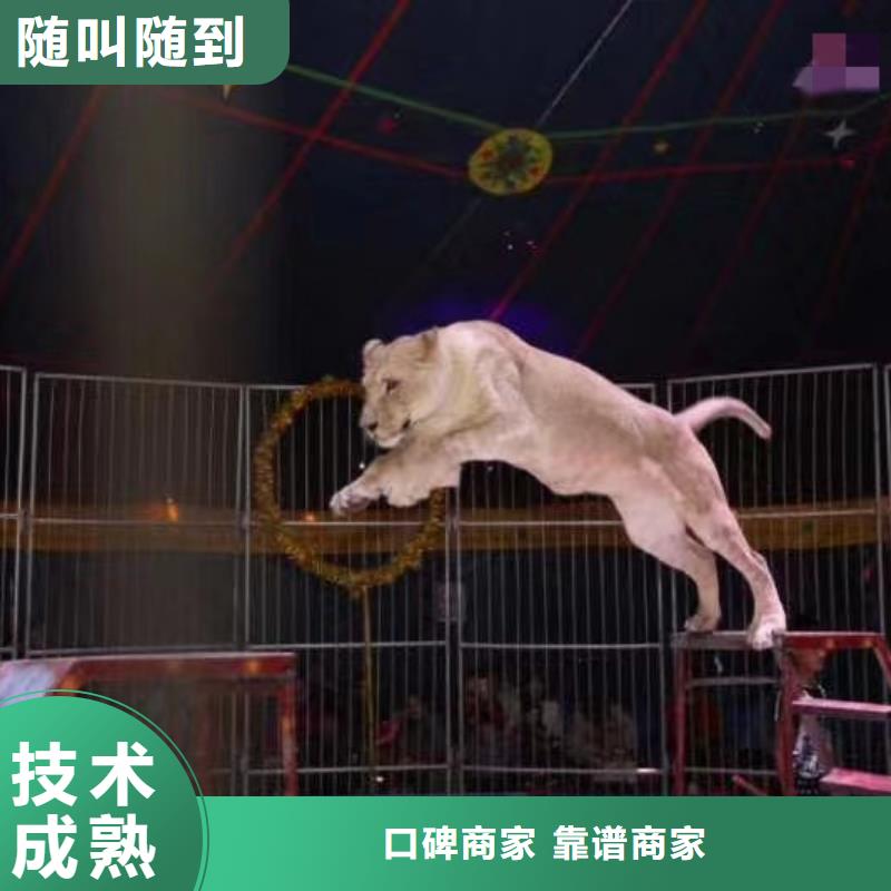 馬戲團/羊駝_動物雜技表演價格公道