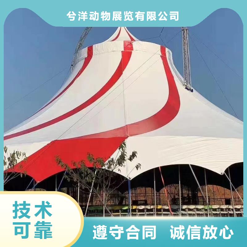 【马戏团/羊驼】出租海狮表演精英团队