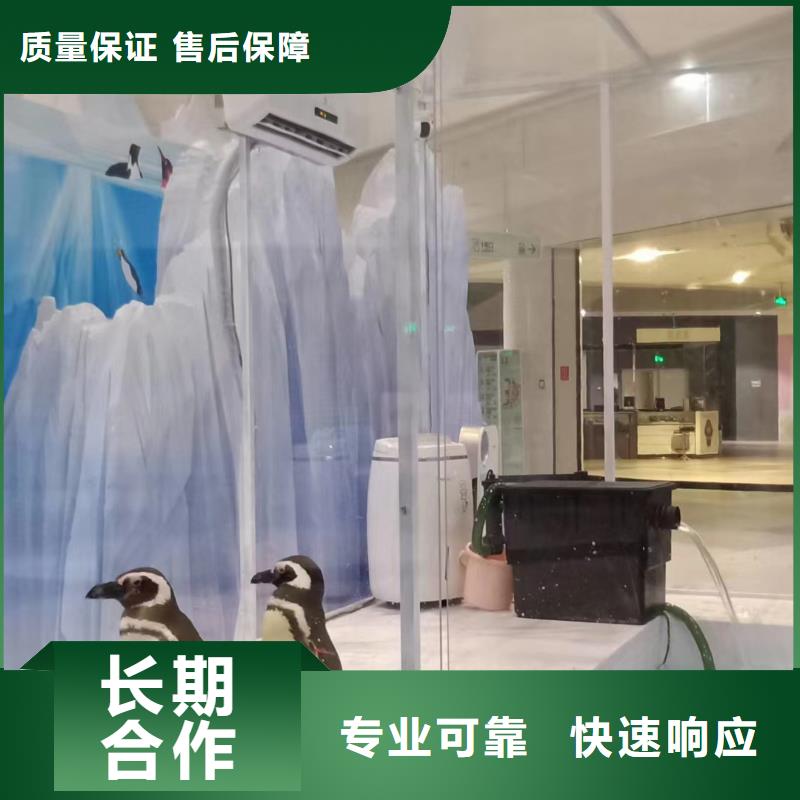 海洋主題動物表演【觀賞性羊駝租賃】高性價比