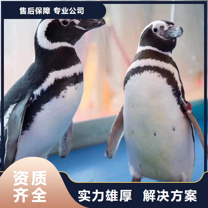 海洋主題動物表演-【出租馬戲表演】經驗豐富