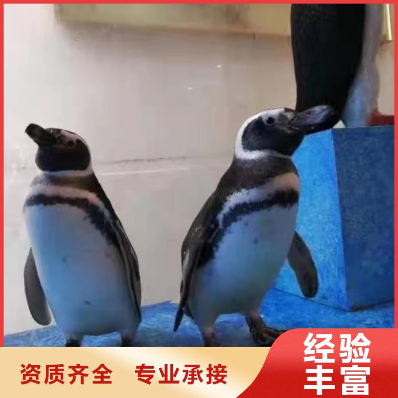 【海洋主題動物表演海獅表演出租拒絕虛高價】