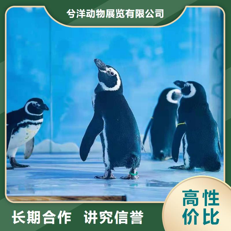 海洋主題動物表演【【美人魚出租演出】】精英團隊