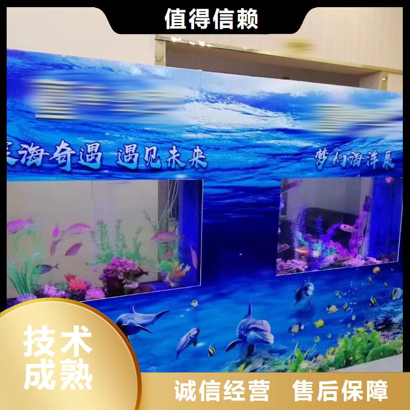 海洋主題動物表演海獅表演租賃多年行業經驗