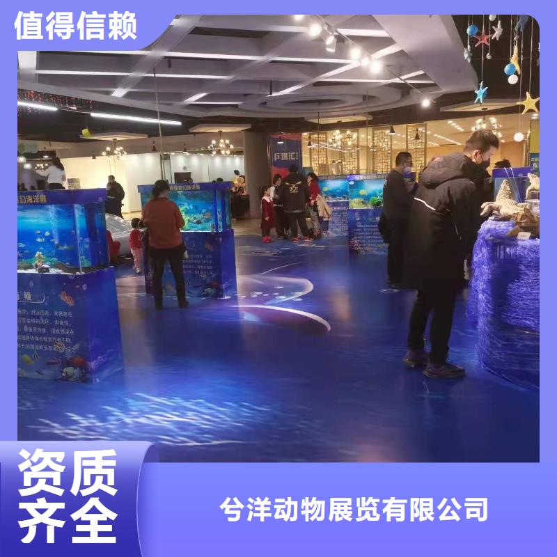 【海洋主題動物表演海獅表演出租拒絕虛高價】