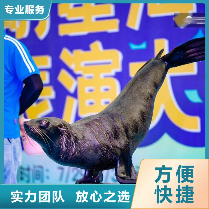 海洋主題動物表演【【美人魚出租演出】】精英團隊