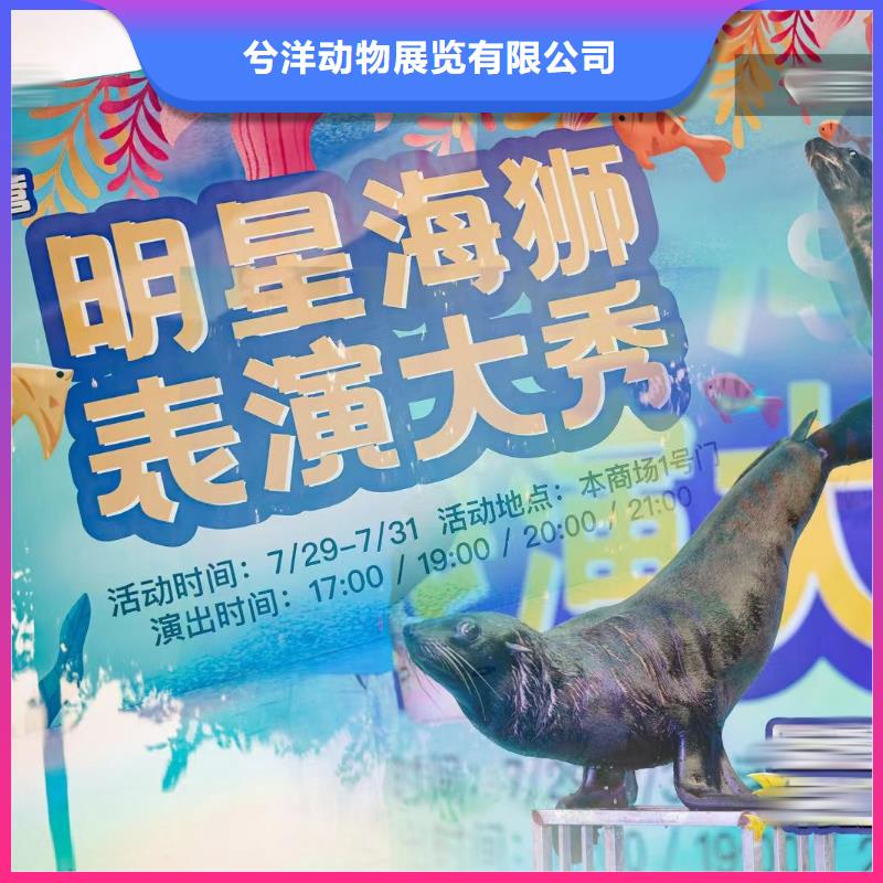 海洋主題動物表演【馬戲團表演】實力雄厚