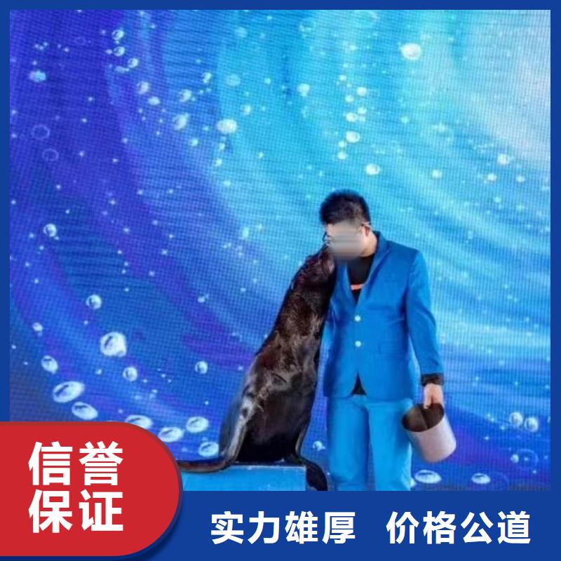 海洋主题动物表演出租马戏表演解决方案