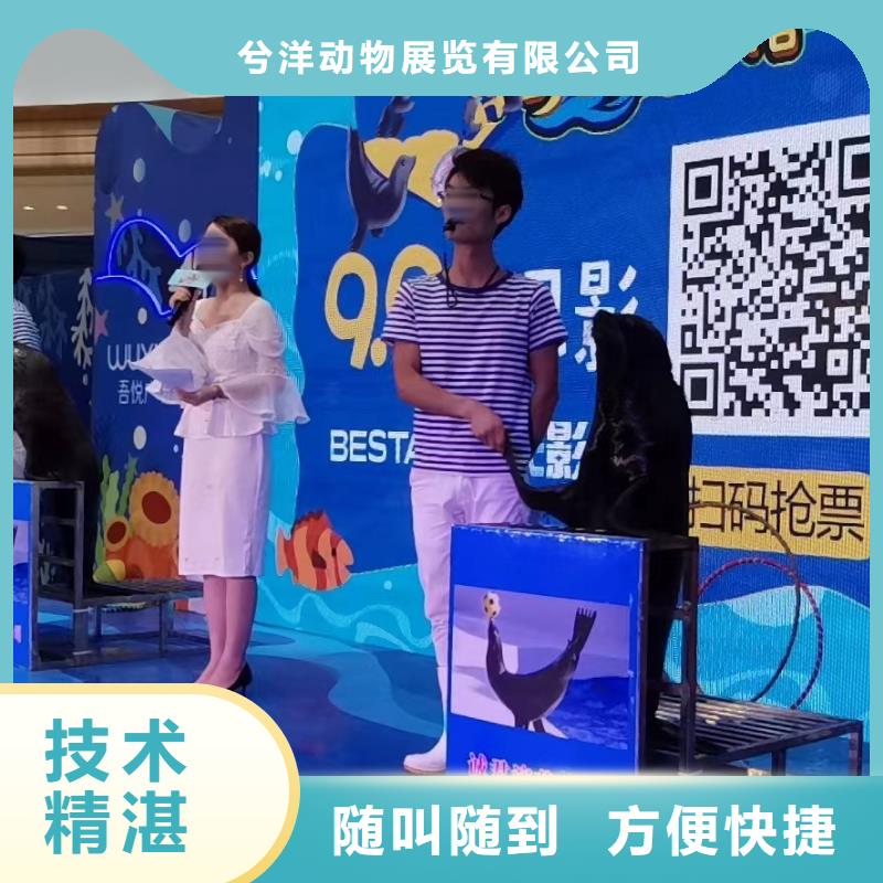 海洋主題動物表演海獅表演租賃多年行業(yè)經(jīng)驗(yàn)
