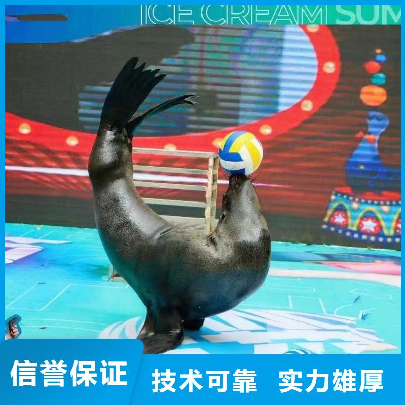 直销<兮洋>海洋主题动物表演 海狮表演出租正规