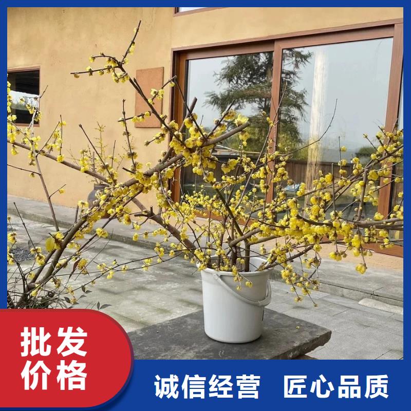 仿夯土漆施工#農家小院#鄉村建設#民宿改造