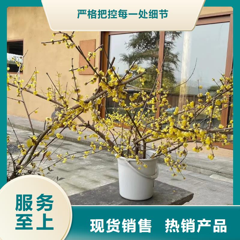 批發價格民宿稻草漆按需定制