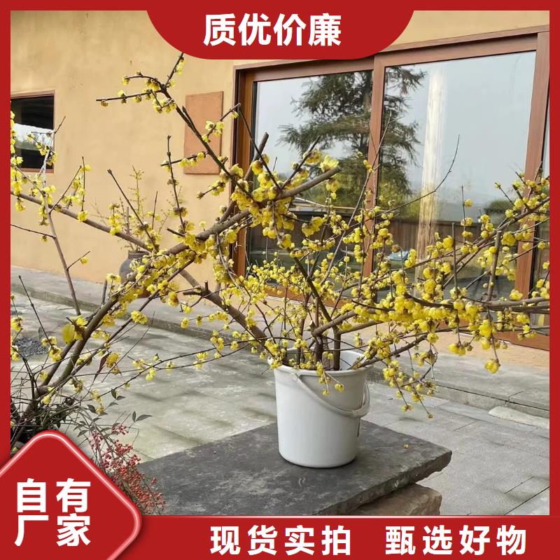 廠家施工生態稻草漆品質保證