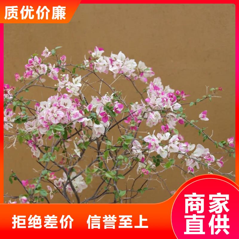 廠家施工生態稻草漆品質保證