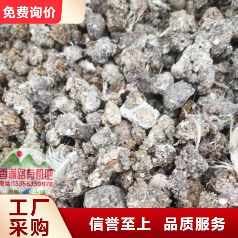 發酵羊糞培肥莊稼長勢好