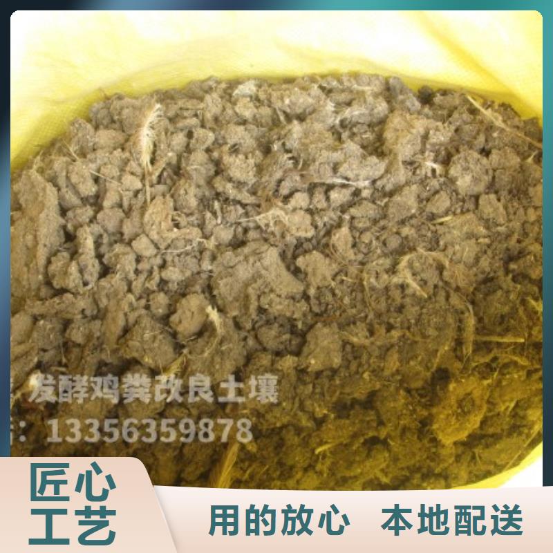 發酵羊糞培肥莊稼長勢好