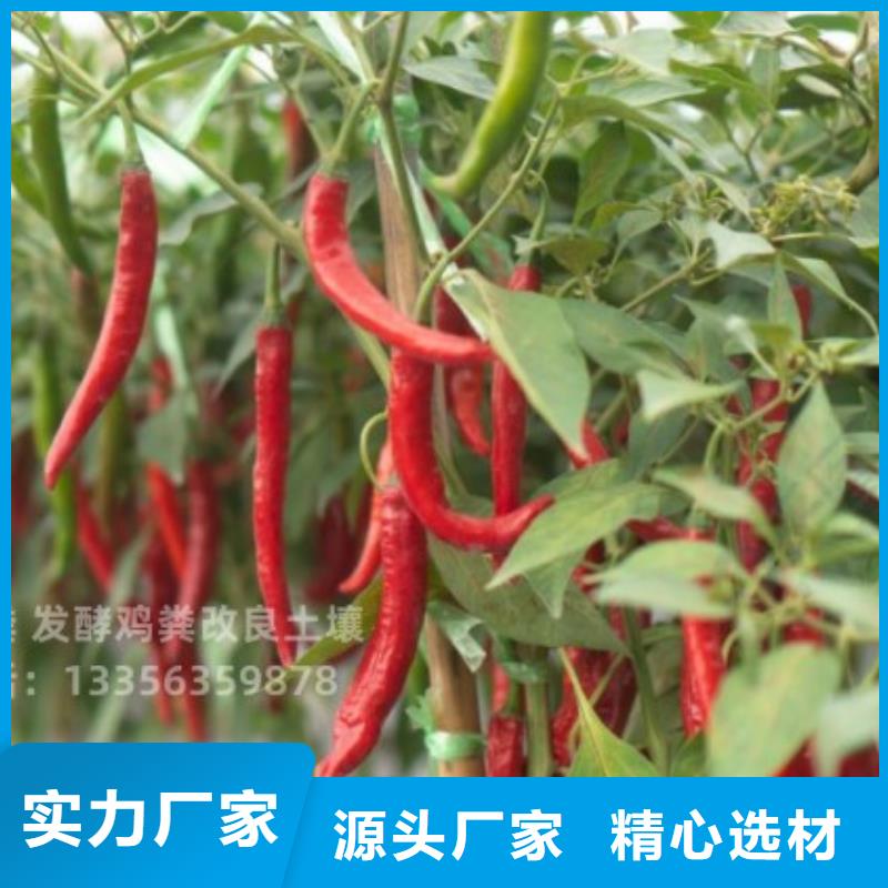 發酵羊糞培肥莊稼長勢好