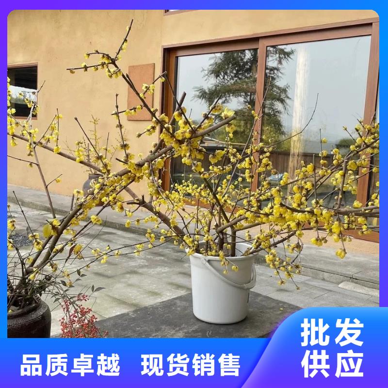 外墻夯土漆廠家施工，經驗豐富