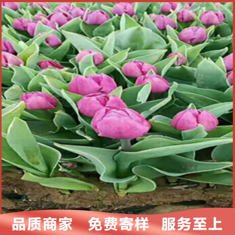 时令草花-观赏草/蒲苇狼尾草正品保障