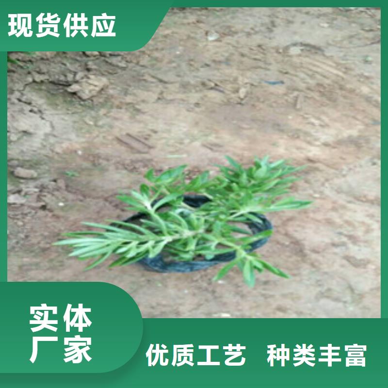 时令草花【花海景观工程】用心制造