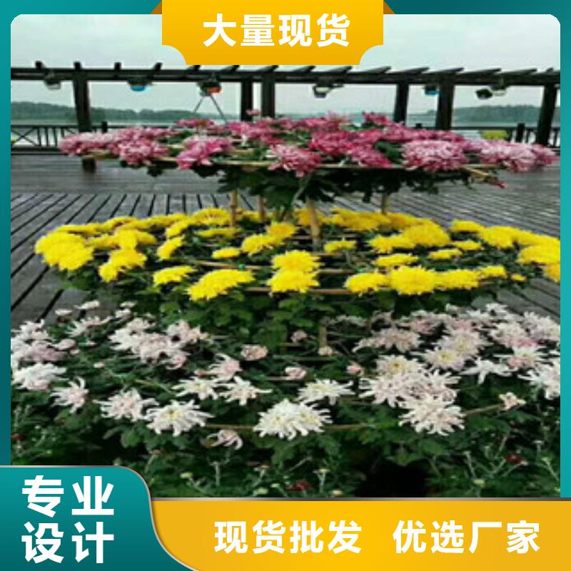 时令草花花海景观工程畅销当地