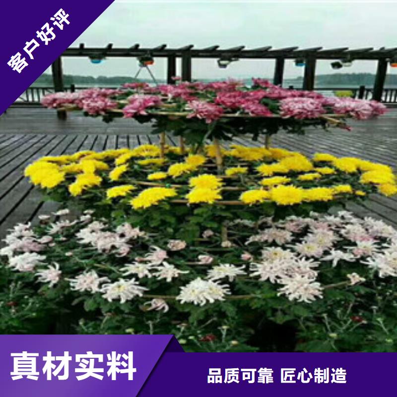 时令草花【花海景观工程】用心制造