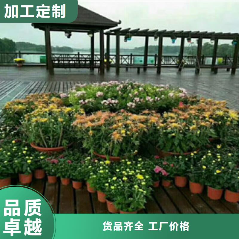 时令草花-宿根花卉基地支持批发零售