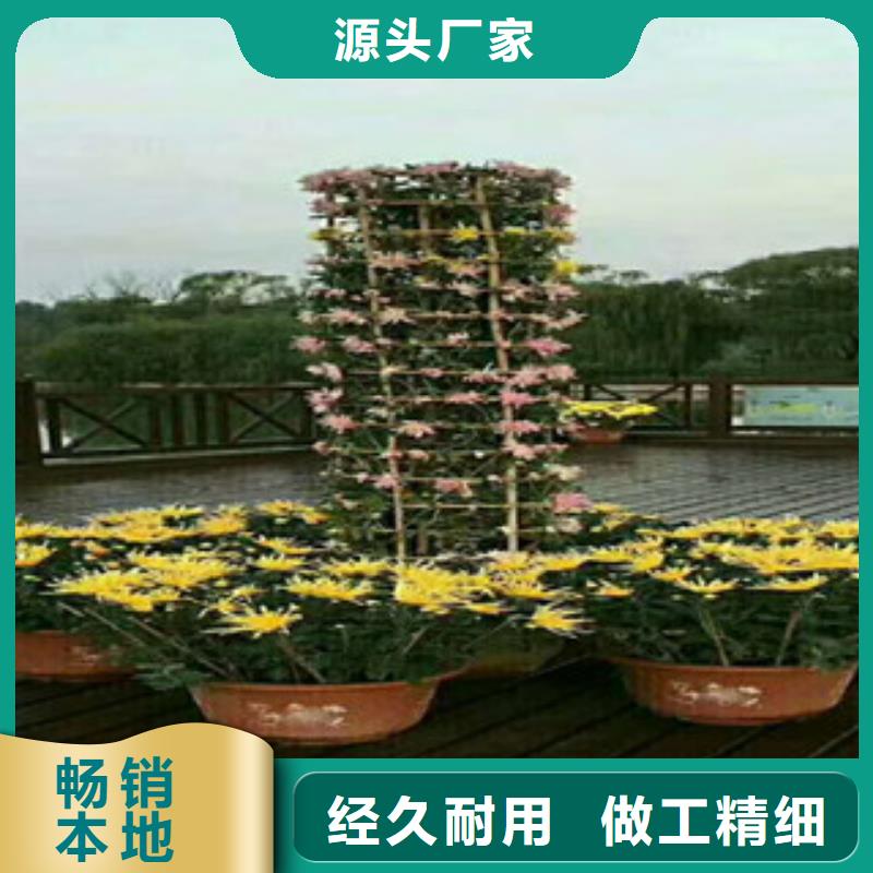 時令草花水生植物/荷花睡蓮用心服務