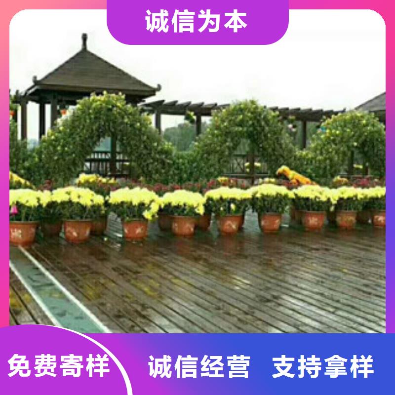 时令草花【花海景观工程】产地货源