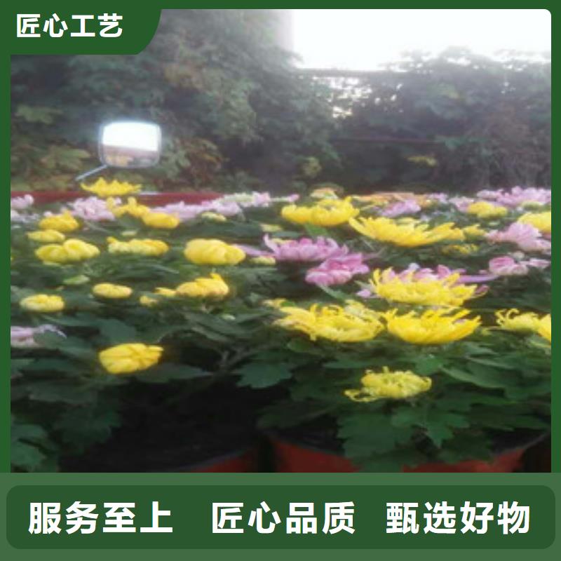 时令草花_观赏草/蒲苇狼尾草可接急单