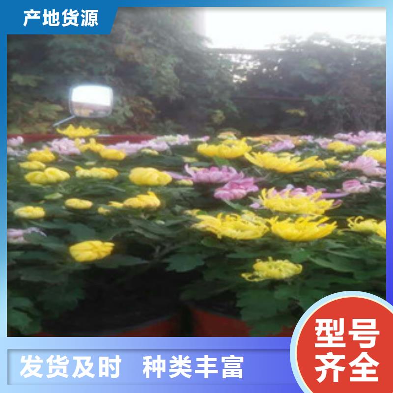 时令草花花海景观工程一站式供应