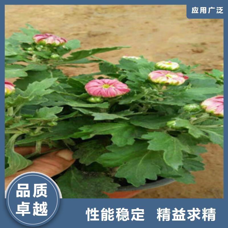 【时令草花耐寒耐旱草花基地用途广泛】