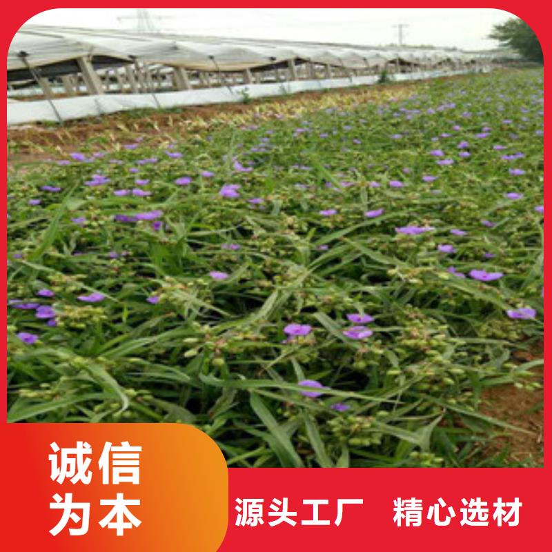 时令草花-宿根花卉基地支持定制贴心售后