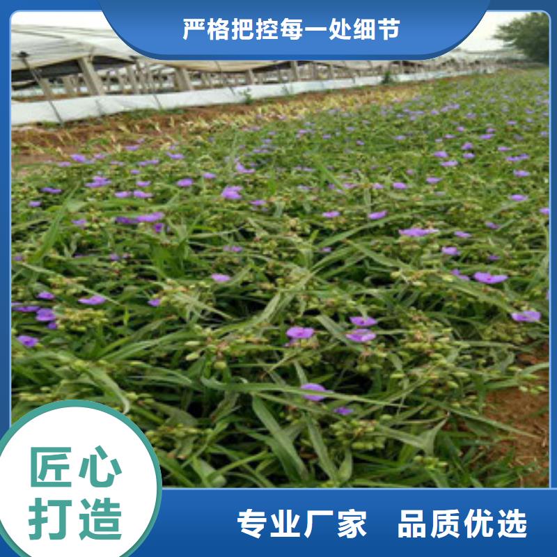 【时令草花耐寒耐旱草花基地库存齐全厂家直供】