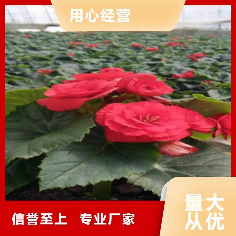 【时令草花】花海景观工程源头把关放心选购