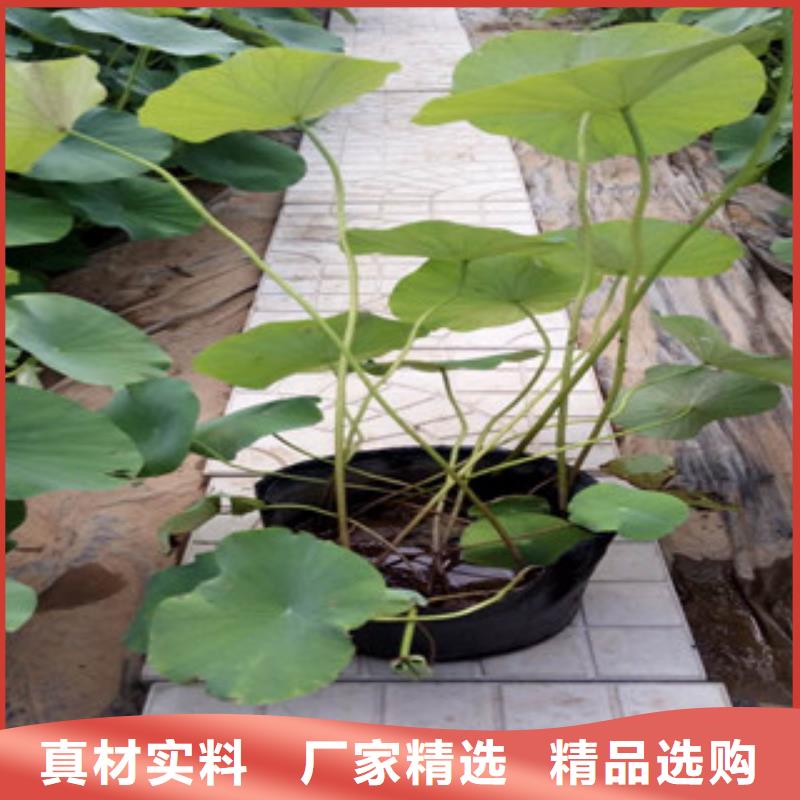 时令草花【花海景观工程】用心制造