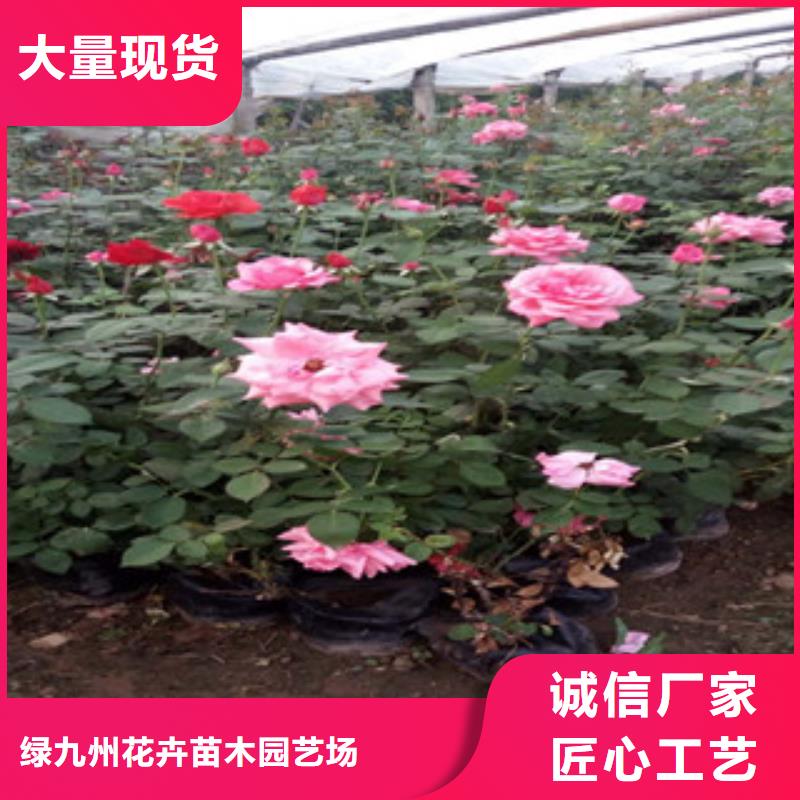 时令草花【宿根花卉基地】放心得选择