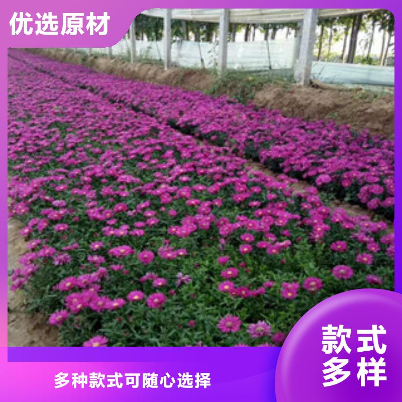 时令草花-耐寒耐旱草花基地产地厂家直销