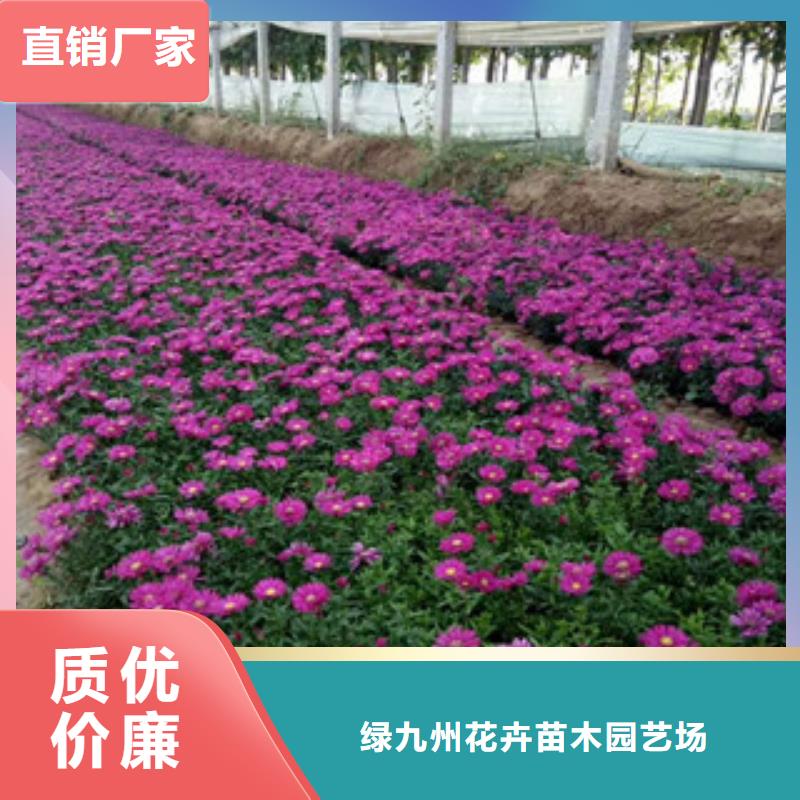 时令草花花海景观工程一站式供应