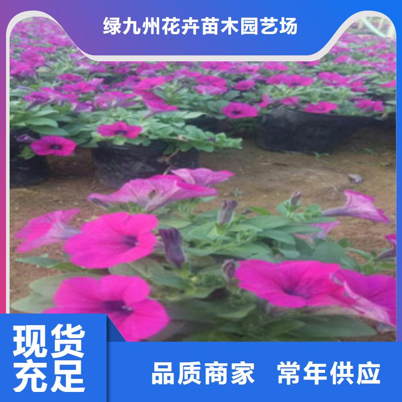 时令草花-宿根花卉基地支持定制贴心售后