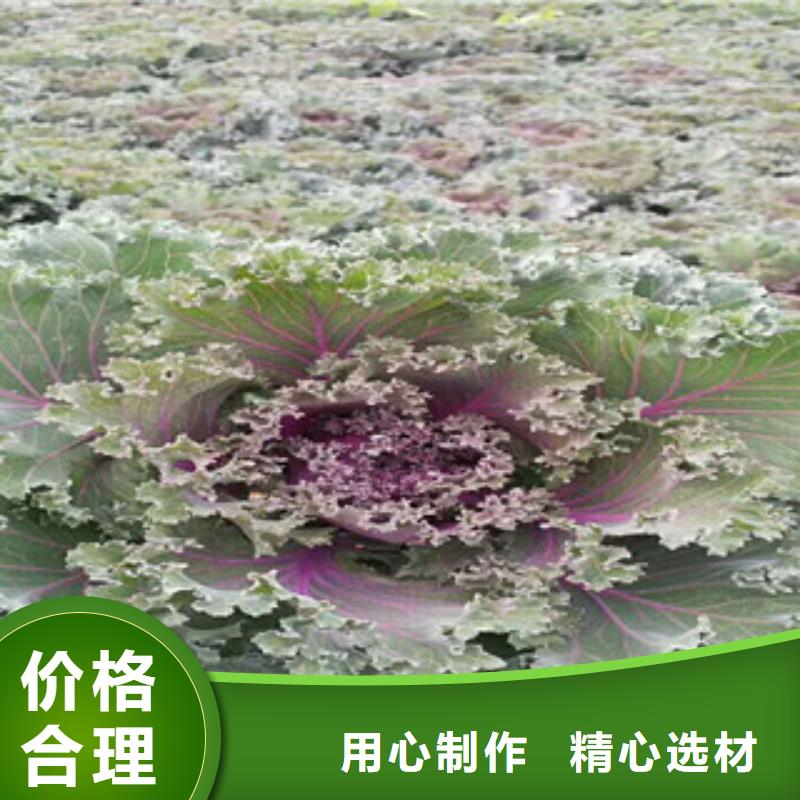 时令草花【花海景观工程】用心制造